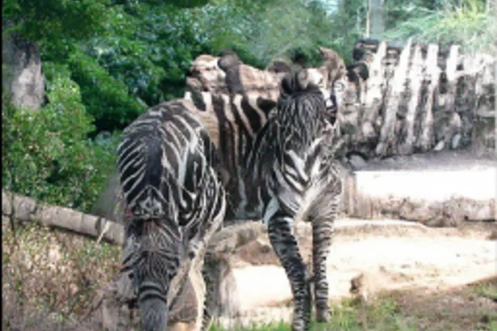 AI-generated zebra made with ADM, misclassified as real by Effort and correctly classified as AI-generated by our Mah-NCM-based detector