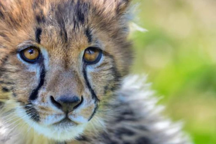 AI-generated close-up of a cheetah cub made with DALL·E 2, misclassified as real by CoDE and correctly classified as AI-generated by our Mah-NCM-based detector